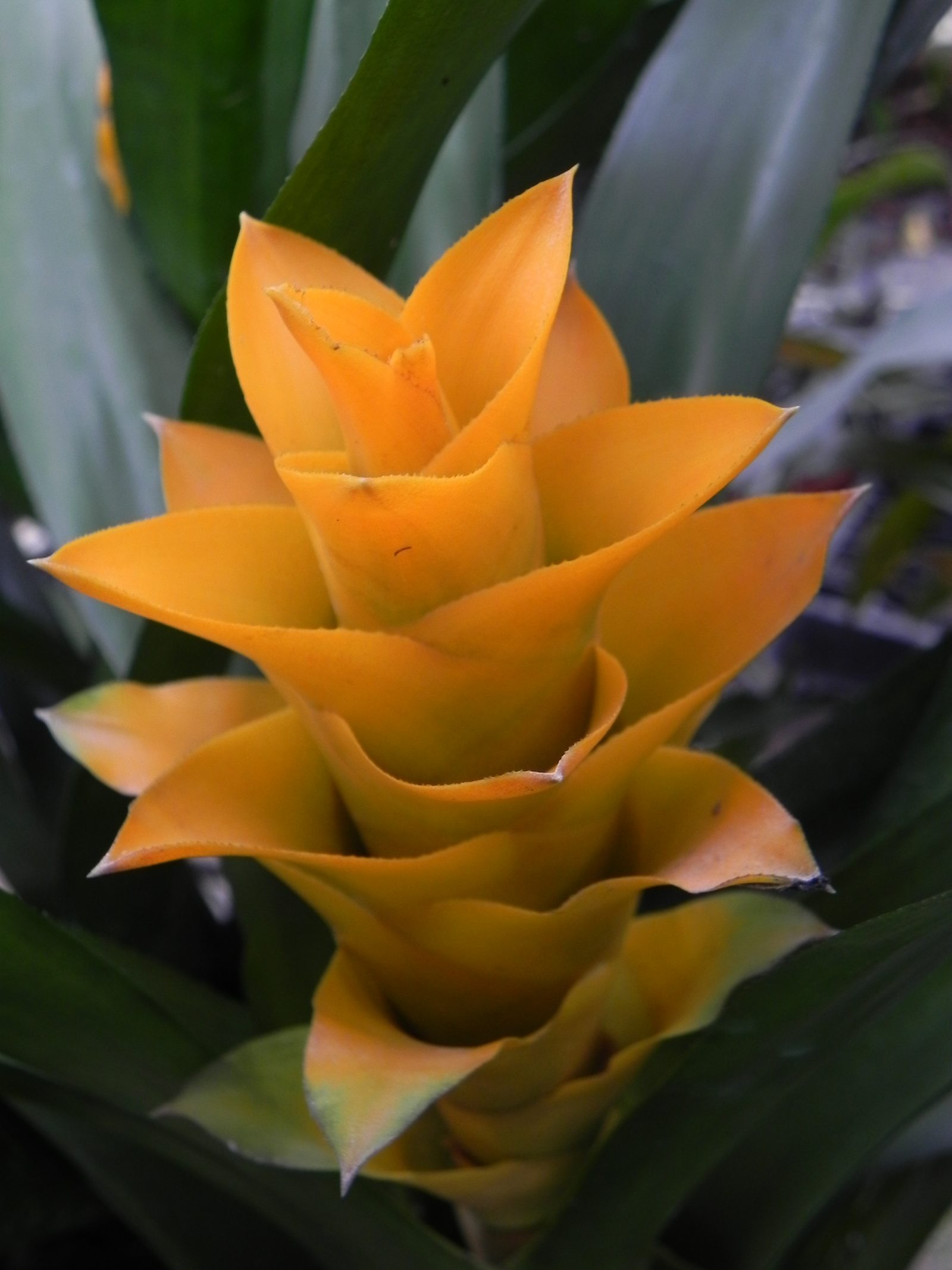 Canistropsis seidelii ‘Yellow’