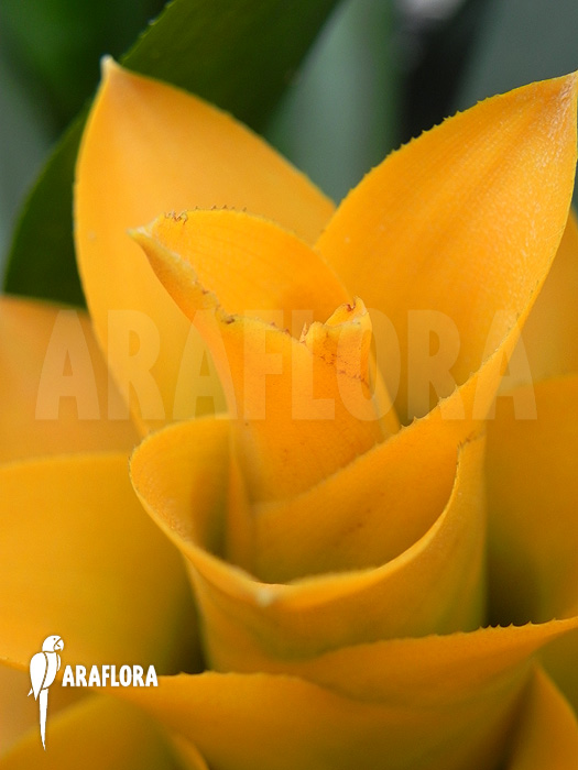 Canistropsis seidelii ‘Yellow’