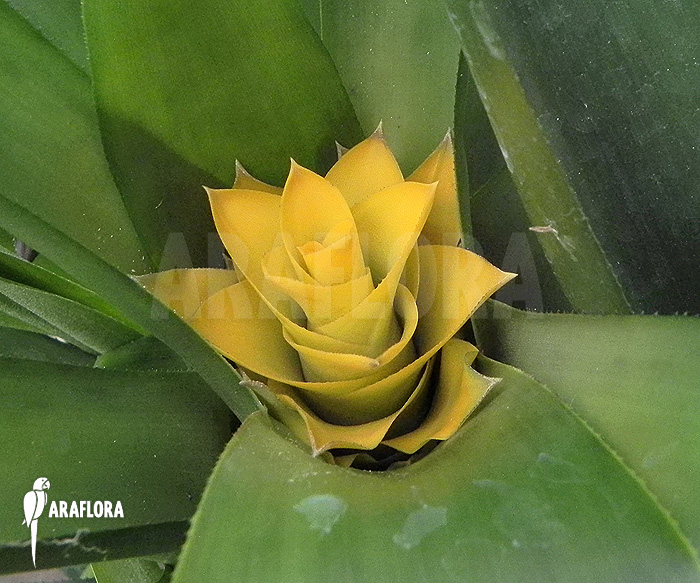 Canistropsis seidelii ‘Yellow’