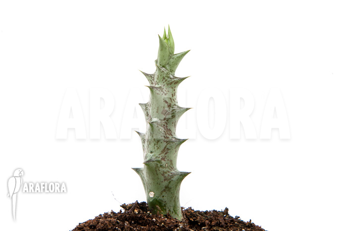 Caralluma hesperidum