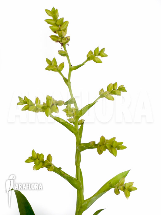 Catopsis morreniana flower