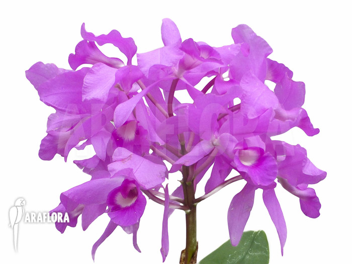 Cattleya skinneri