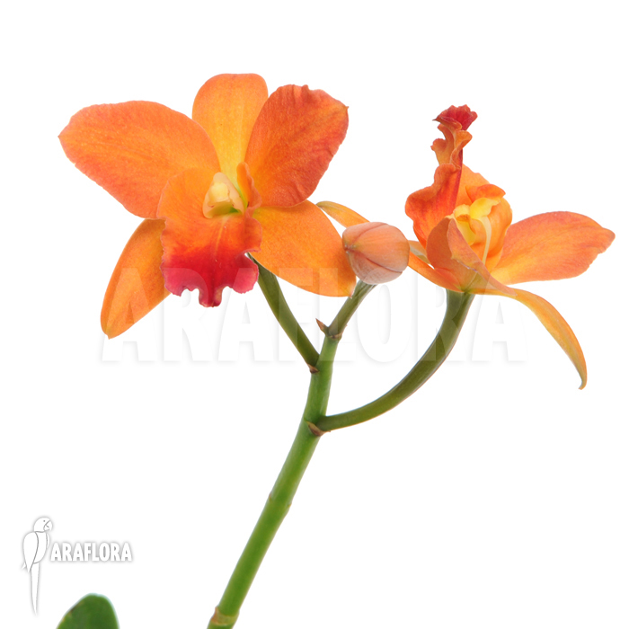 Cattleya x ‘Orange flower’