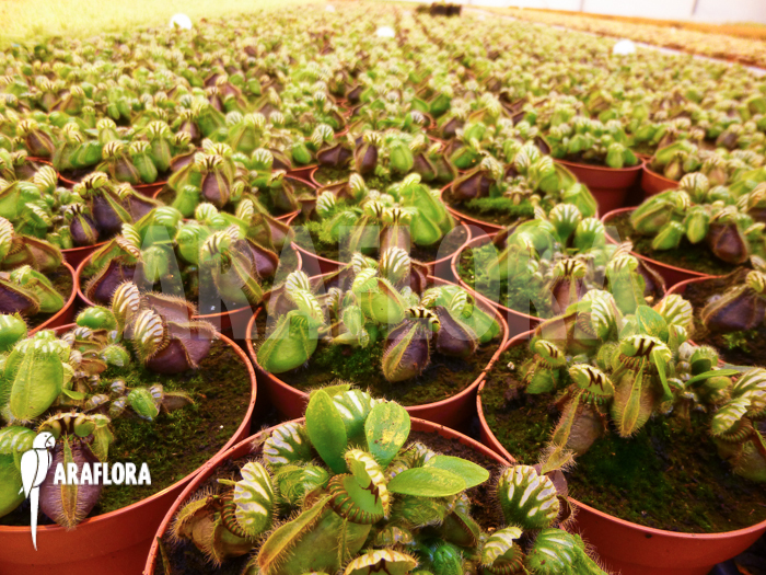 Cephalotus follicularis ‘M’