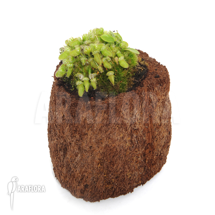 Cephalotus follicularis ‘M’