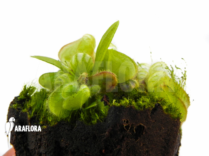 Cephalotus follicularis plug