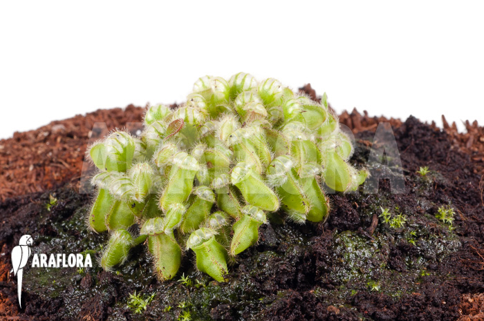 Cephalotus follicularis starter