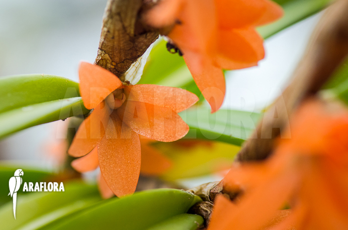 Ceratostylis retisquama