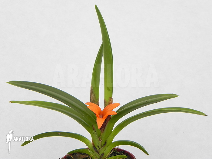 Ceratostylis retisquama ‘Rubra’