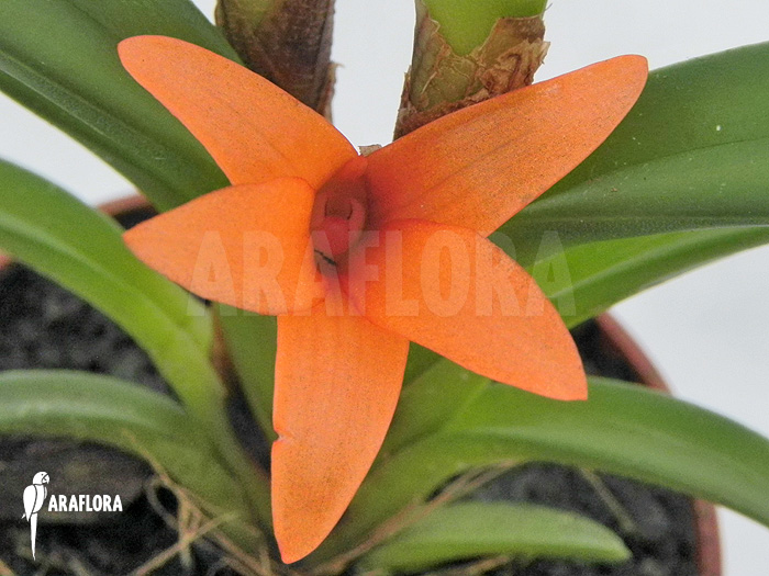 Ceratostylis retisquama ‘Rubra’