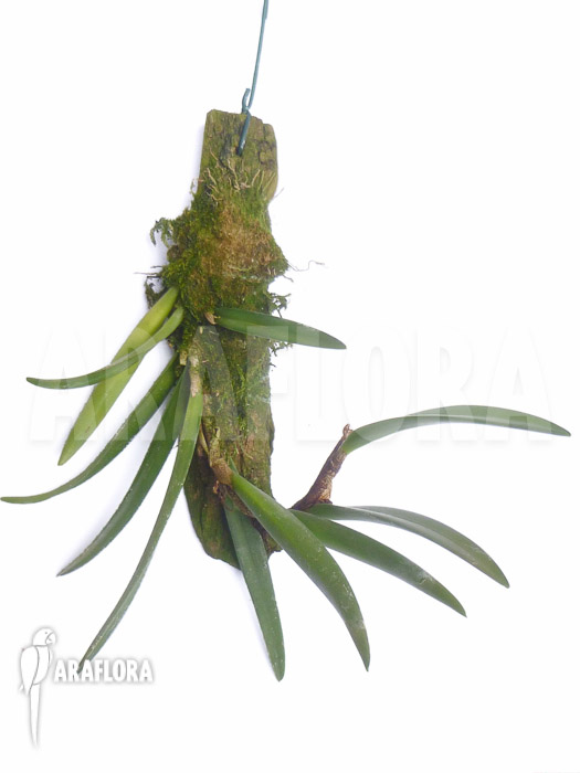 Ceratostylis retisquama ‘Rubra’