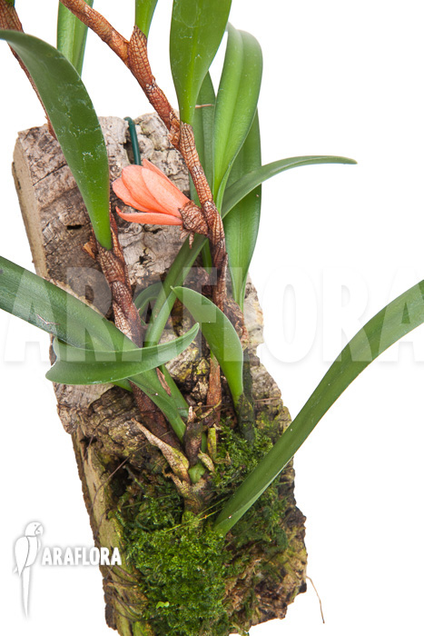 Ceratostylis retisquama ‘mounted’