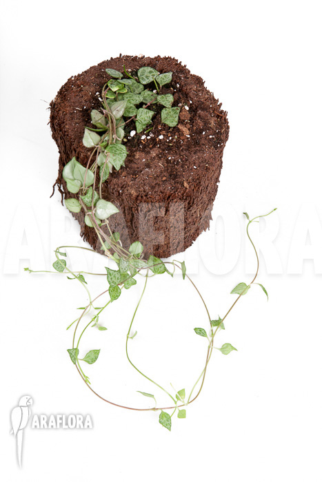 Ceropegia ‘mini star’