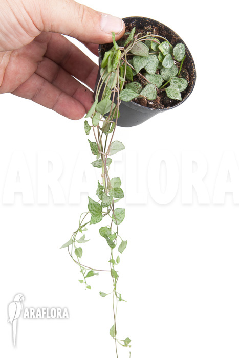 Ceropegia ‘mini star’