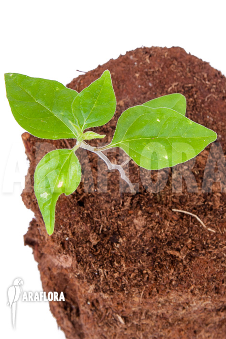 Ceropegia purpurascens