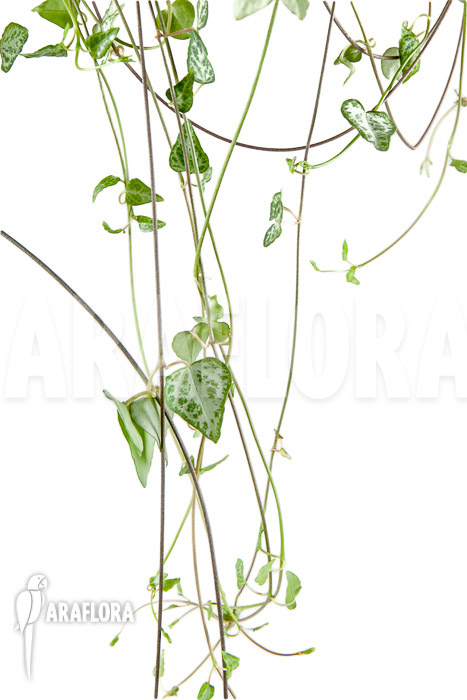 Ceropegia woodii ‘New Heart’