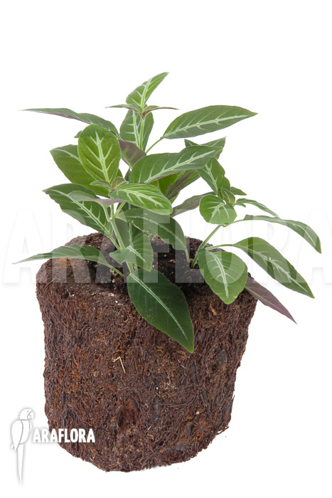 Chamaeranthemum beyrichii