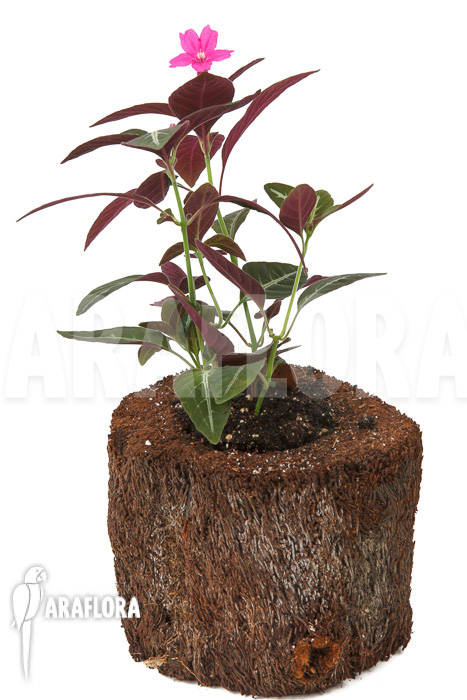 Chamaeranthemum sp Pink