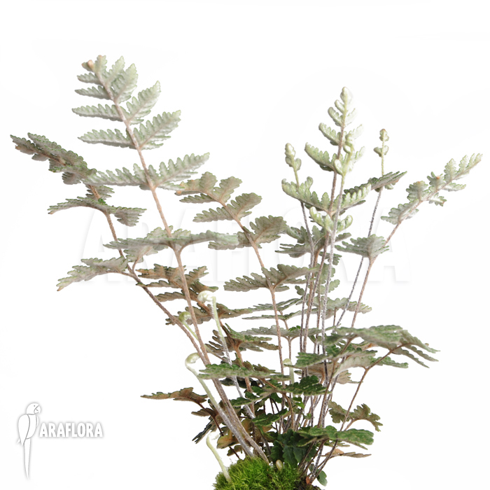 Cheilantes notholaenuides