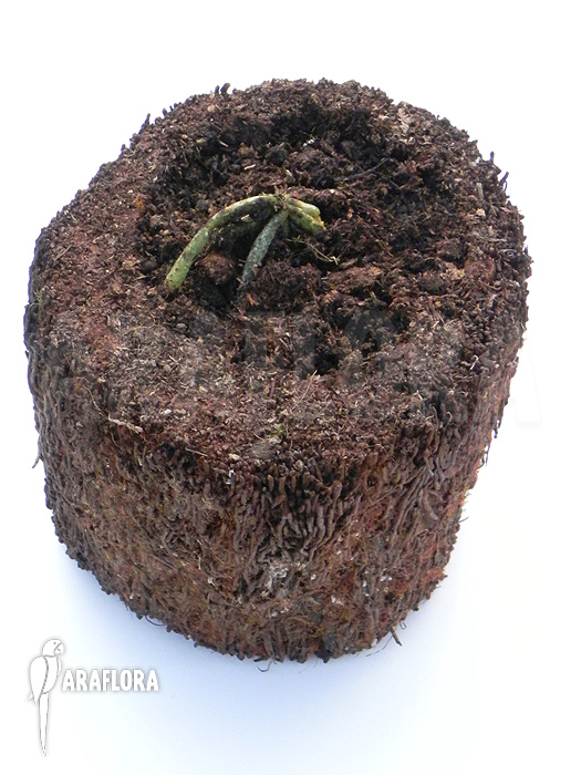 Chiloschista lunifera