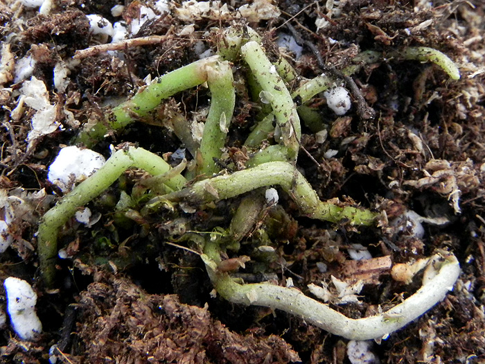 Chiloschista lunifera