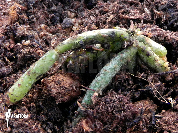 Chiloschista lunifera