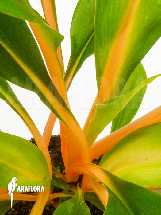 Chlorophytum amaniense