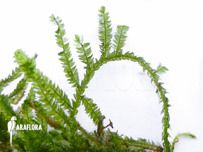 Vesicularia montagnei ‘Christmas moss’