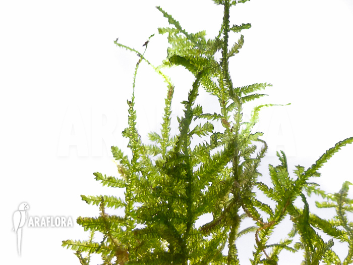 Vesicularia montagnei ‘Christmas moss’
