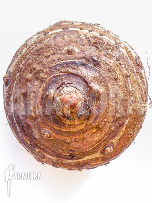Colocasia esculenta root
