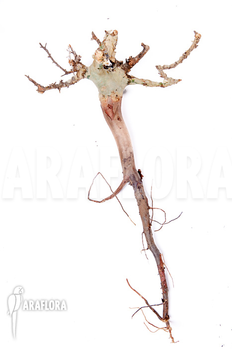 Commiphora kataf ‘S’