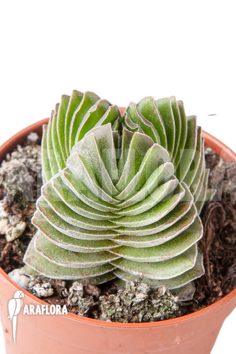 Crassula ‘Buddha’s temple’ ‘S’