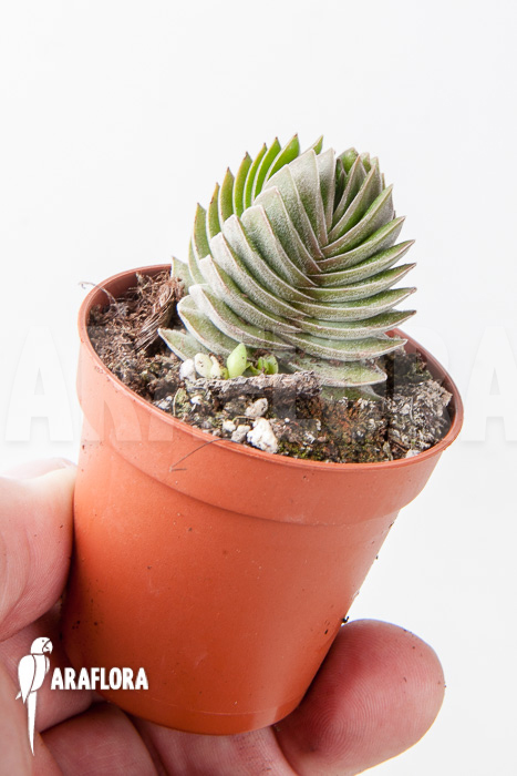 Crassula ‘Buddha’s temple’ ‘S’