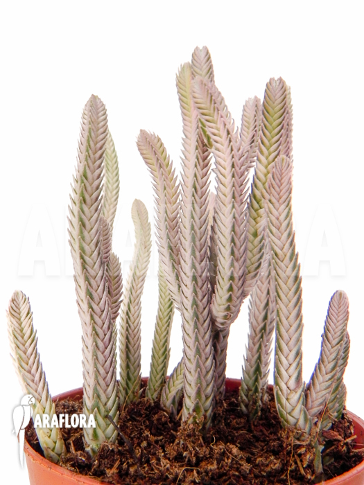 Crassula lycopodiodides ‘Rhapsody in pink’