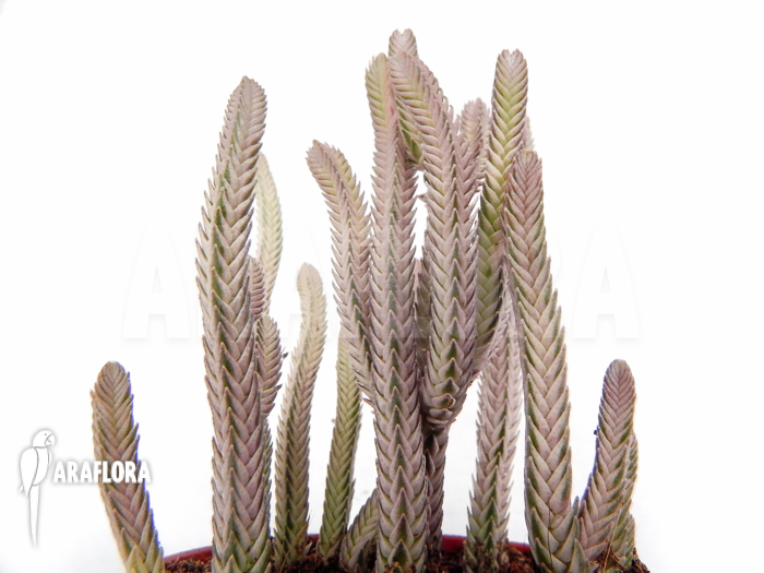 Crassula lycopodiodides ‘Rhapsody in pink’