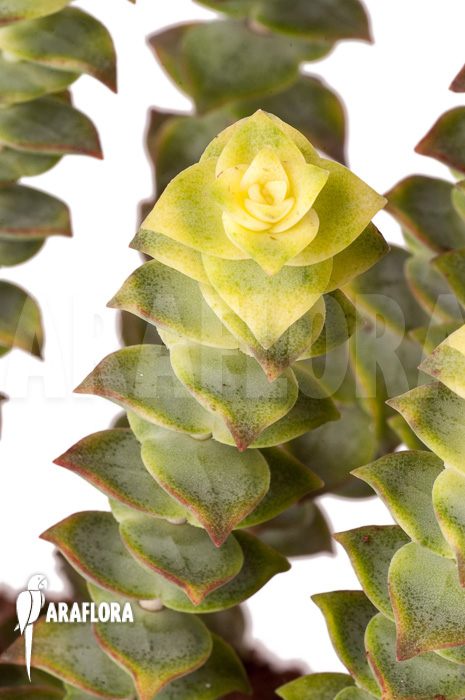 Crassula perforata variegata ‘Strings of Buttons’