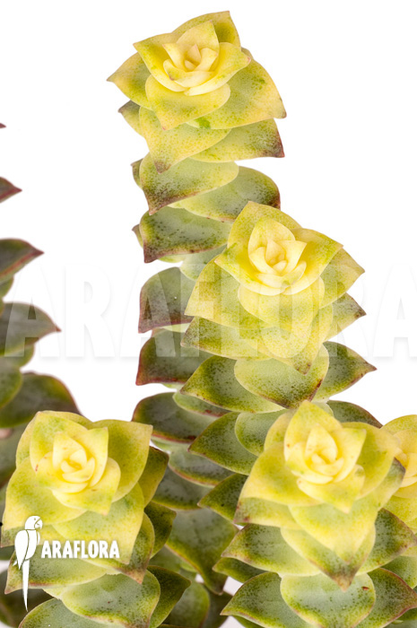 Crassula perforata variegata ‘Strings of Buttons’