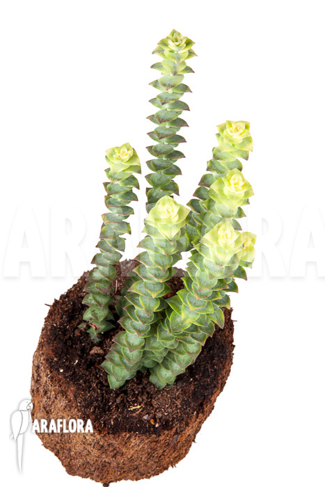 Crassula perforata variegata ‘Strings of Buttons’