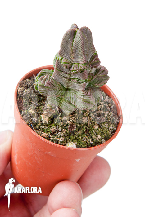Crassula pyramidalis ‘S’