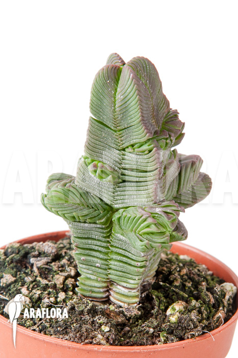 Crassula pyramidalis ‘S’