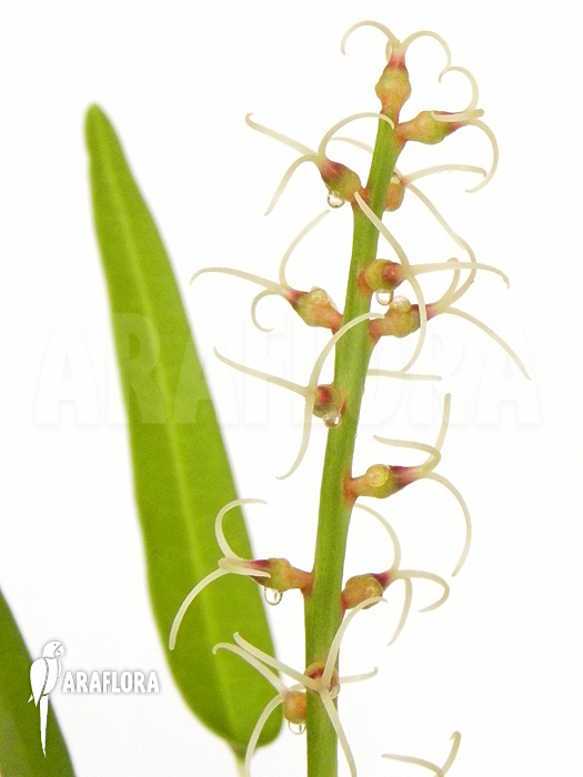 Croton x Bell flower