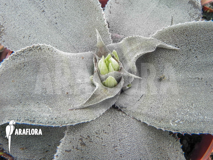 Cryptanthus argyrophyllus