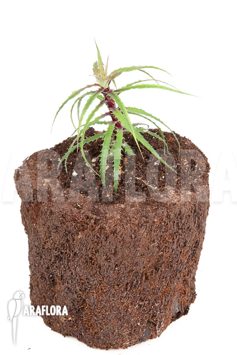 Cryptanthus microglazioui ‘Starter’