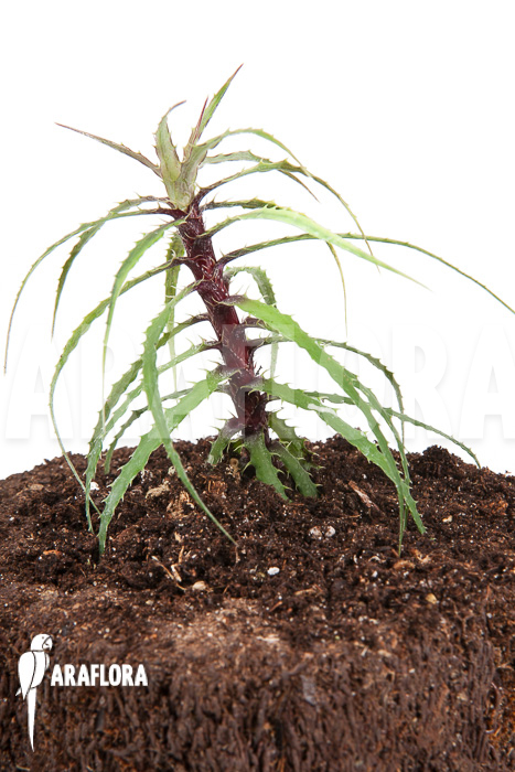 Cryptanthus microglazioui ‘Starter’