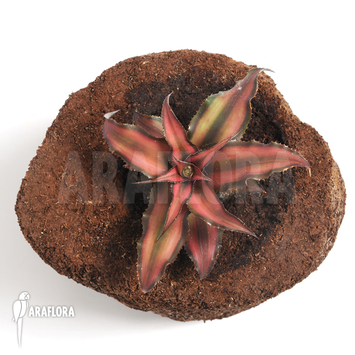 Cryptanthus x ‘Rosens’