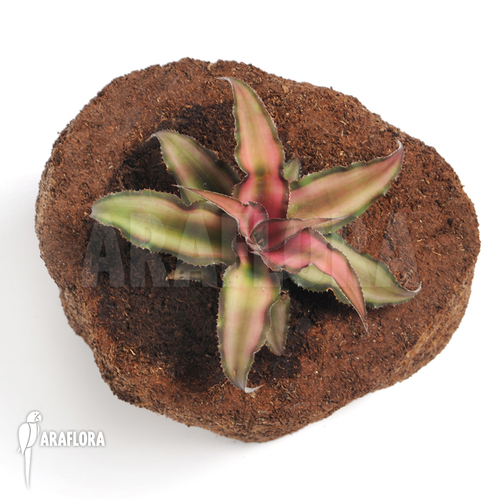 Cryptanthus x ‘Rosens’