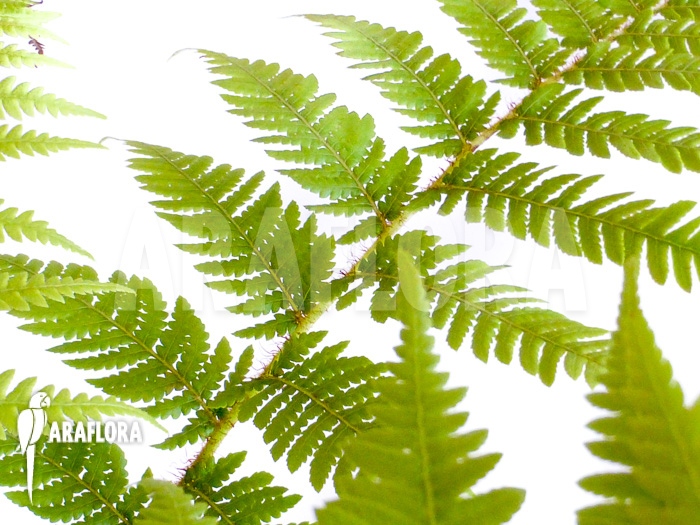 Cyathea australis ‘Starter’