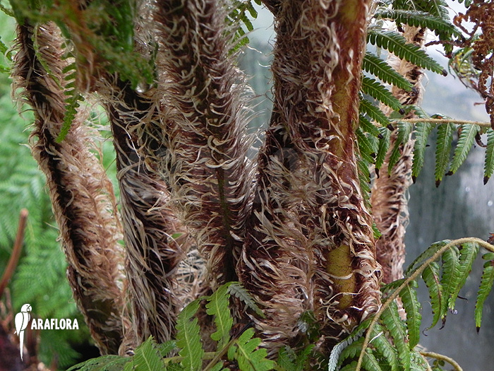 Cyathea brownii