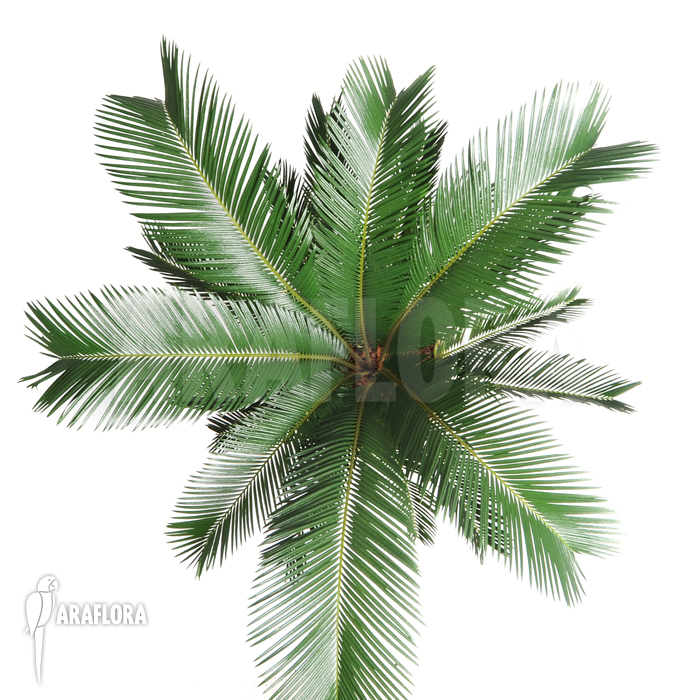 Cycas revolta ‘S’