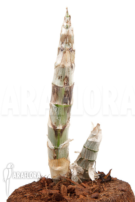 Cycnoches-Red-Crown-5